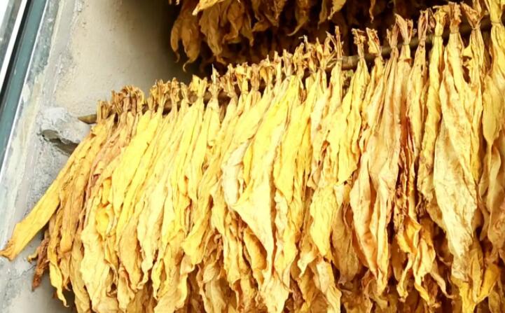 “烘烤出來的煙葉非常漂亮，色澤勻稱鮮亮，不像以前燃煤烘烤容易掛灰，鋸末顆粒機(jī)的顆粒燃料烤煙既環(huán)保又降低了勞動強(qiáng)度?！痹谠摯鍦阉汉婵竟?，種植戶張國輝忙著將一桿桿“黃金葉”從生物質(zhì)新能源烤房中取出，他對“綠色烘烤”贊不絕口。