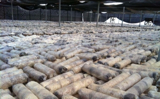 廢舊菌棒如何廢物利用？用鋸末顆粒機能增加收入