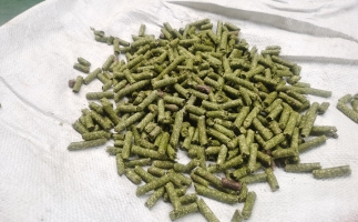 鋸末顆粒一噸能賺多少？顆粒機(jī)廠家給你算了一筆賬